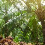 Sawit di Larang di Jabar, Pakar Tantang Alasan Ilmiah Kebijakan