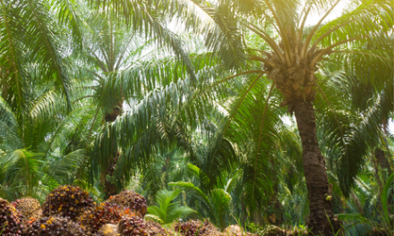 Sawit di Larang di Jabar, Pakar Tantang Alasan Ilmiah Kebijakan