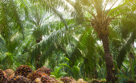 Sawit di Larang di Jabar, Pakar Tantang Alasan Ilmiah Kebijakan