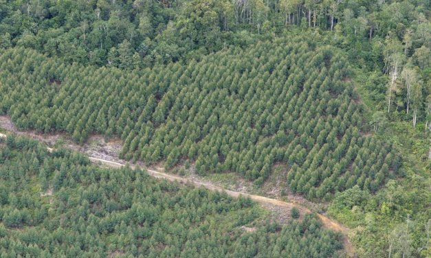 Respon PT TPL Usai Izin PBPHnya Di Pangkas Prabowo