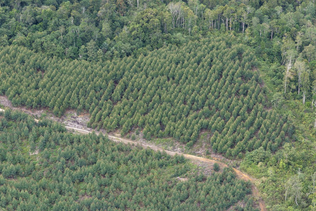 Respon PT TPL Usai Izin PBPHnya Di Pangkas Prabowo