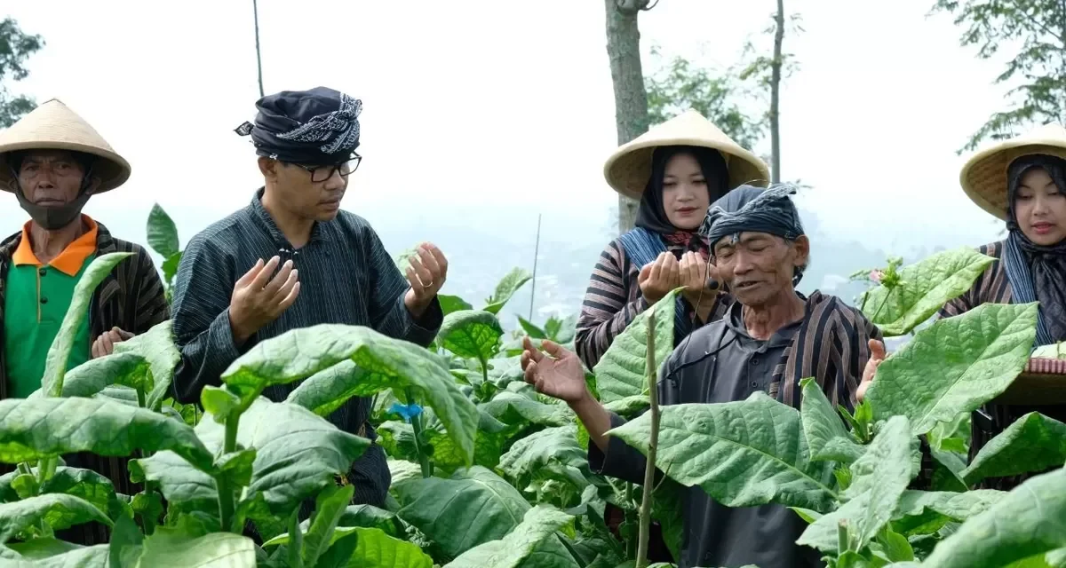 3 Pusat Utama Penghasil Tembakau Di Indonesia
