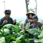 3 Pusat Utama Penghasil Tembakau Di Indonesia
