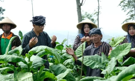 3 Pusat Utama Penghasil Tembakau Di Indonesia