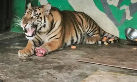 Tragedi Harimau Beku: Bongkar Sindikat Satwa Di Vietnam