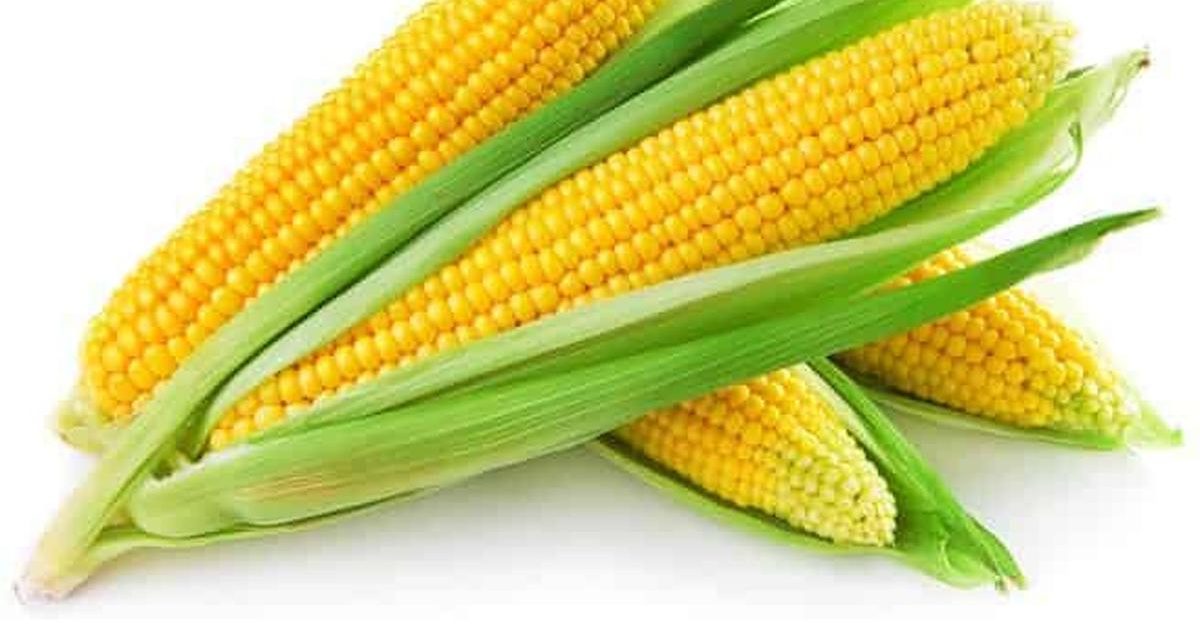 Lampung Mandiri Energi: Ubah Komoditas Lokal Jadi Bioetanol!