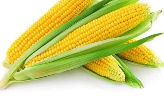 Lampung Mandiri Energi: Ubah Komoditas Lokal Jadi Bioetanol!