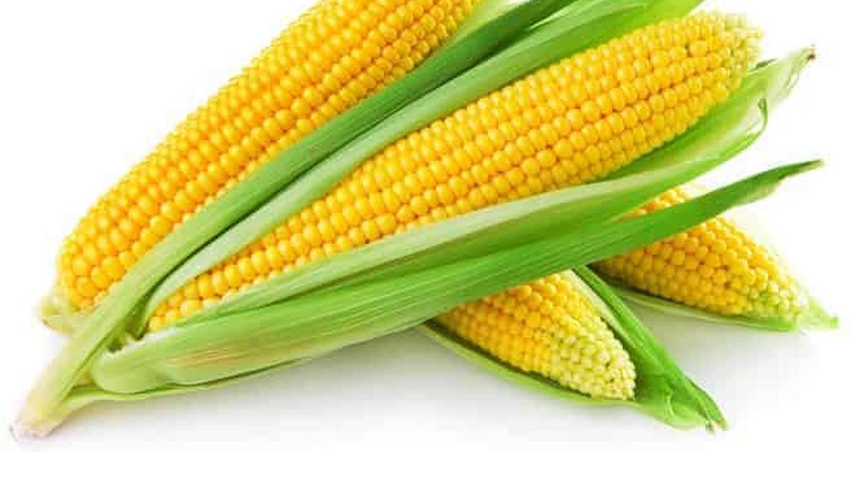 Lampung Mandiri Energi: Ubah Komoditas Lokal Jadi Bioetanol!