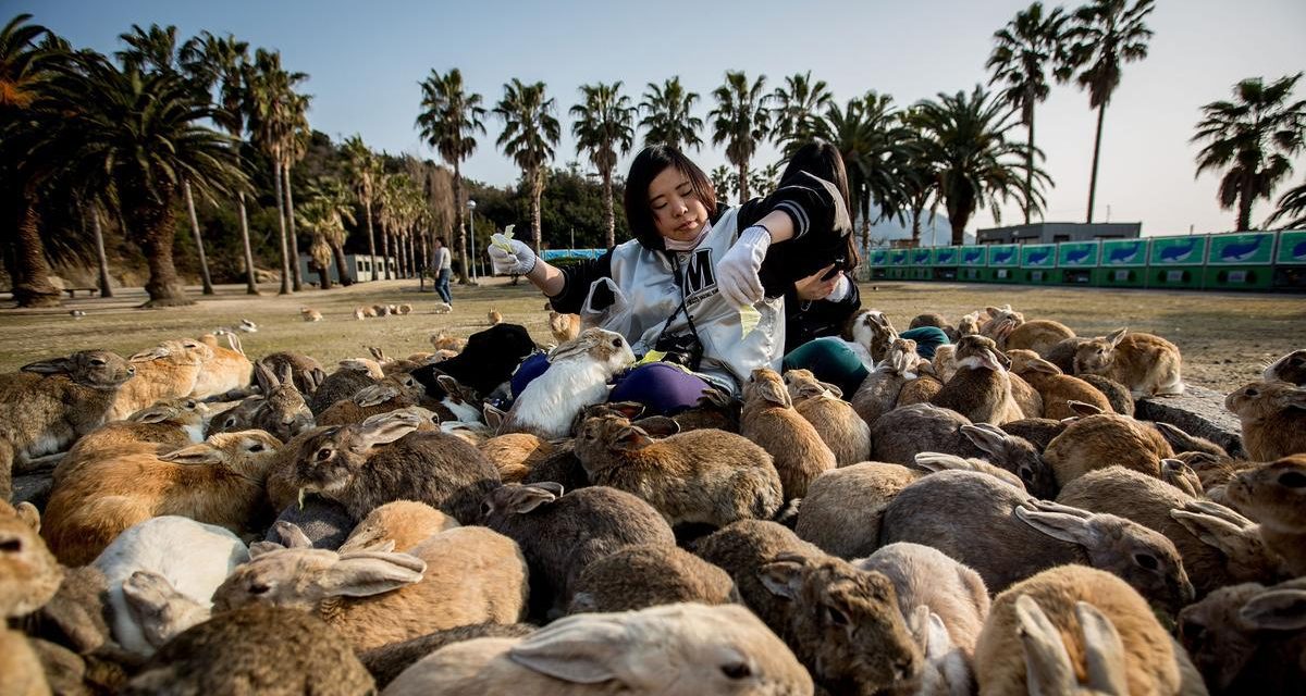 Okunoshima: Pulau Kelinci Paling Bikin Gemes Di Jepang!