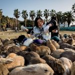 Okunoshima: Pulau Kelinci Paling Bikin Gemes Di Jepang!