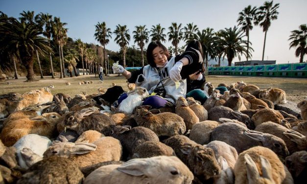 Okunoshima: Pulau Kelinci Paling Bikin Gemes Di Jepang!