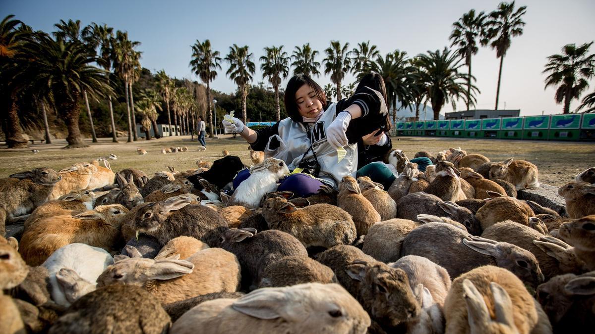 Okunoshima: Pulau Kelinci Paling Bikin Gemes Di Jepang!