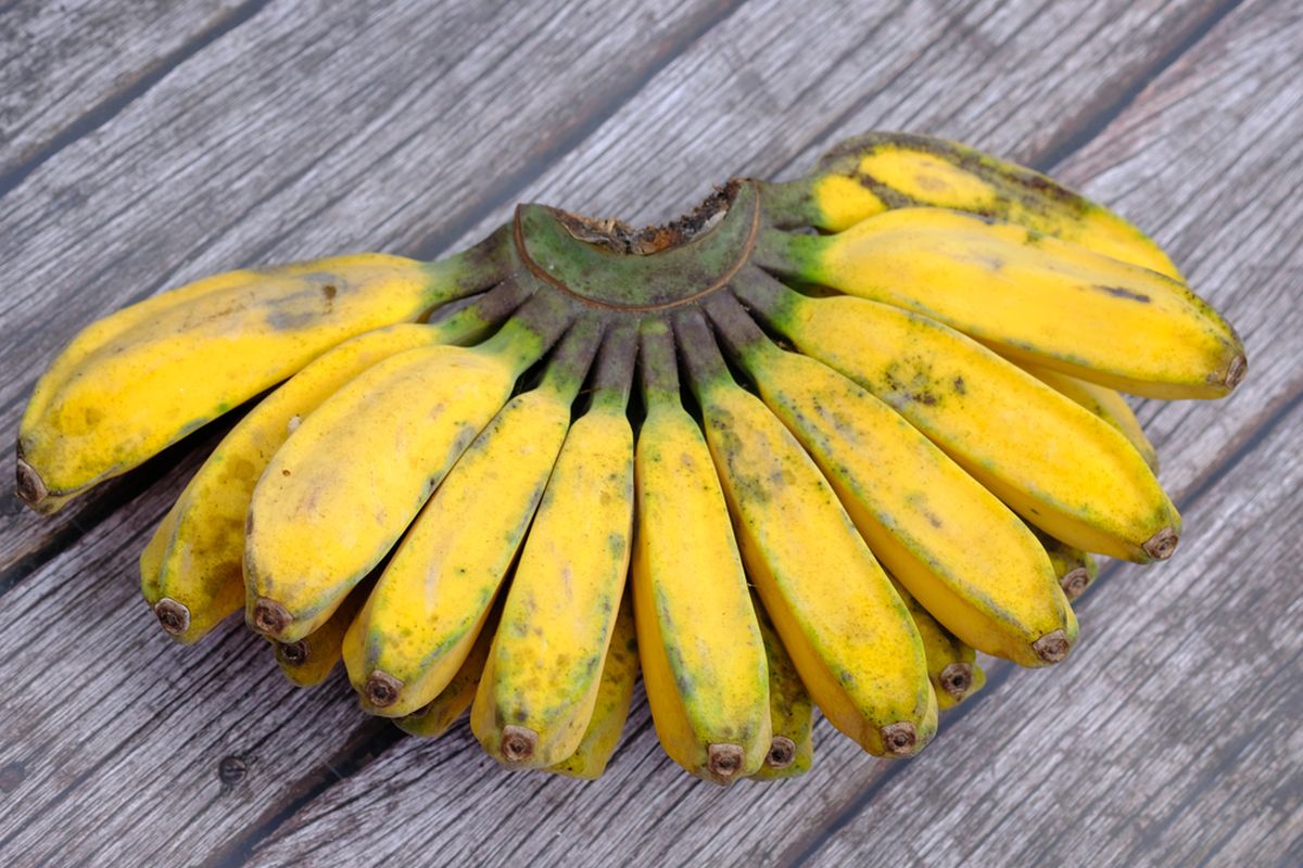 Jenis Pisang Terbaik Buat Pisang Goreng