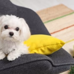 Anjing Mini Favorit: Pas Banget Buat Teman di Rumah!