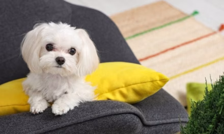 Anjing Mini Favorit: Pas Banget Buat Teman di Rumah!