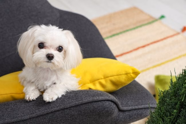 Anjing Mini Favorit: Pas Banget Buat Teman di Rumah!